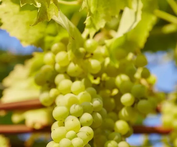 Hotel Flair Ilske Bad Kosen